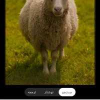 ذبح گوسفند با دستگاه اره برقی