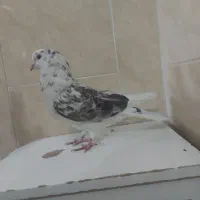 نر پندار پرشی عالی بازی دلر|پرنده|خمینی‌شهر, |دیوار