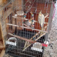 یک جفت عروس هلندی با قفس سخنگو|پرنده|ساری, |دیوار