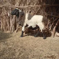 فروش یک قوچ وطنی دو سال چاق چله لنگه سه تایی