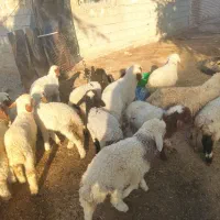 بره گوسفند.بز|حیوانات مزرعه|اهواز, شریعتی جنوبی|دیوار