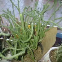 سوئیت راهرو مستقل داروپخش|اجارهٔ آپارتمان|تربت‌حیدریه, داروپخش|دیوار