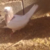 کبوتر طوقی|پرنده|یاسوج, |دیوار