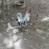 خروس گلین خانگی