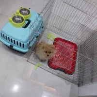 سگ پامر|سگ|مشهد, حسینآباد|دیوار