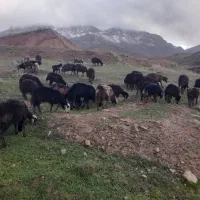 تعداد چند جفت گوسفند
