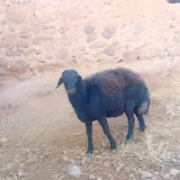 یک راس قوچ|حیوانات مزرعه|مشکان, |دیوار