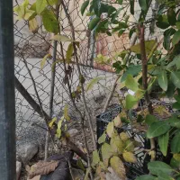 نهال گردو باغملک رباط