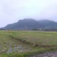 شالیزار در موقعیت خوب در پلاسی|فروش زمین و ملک کلنگی|چوبر, |دیوار