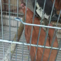 جوجه عروس هلندی