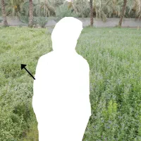 یونجه (اَلَف،اسپس) درب منزل