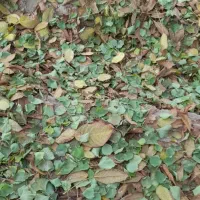 برگ درختان خوراک برای دام