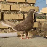 دوتا ماده قهوه ایی دم سفید ۱۶ پر دم|پرنده|رامهرمز, |دیوار