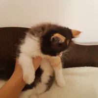 گربه خوشکل ناز