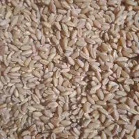 گندم بذری دیم اصلاح شده ریجاب