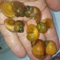 حلزون سیب|ماهی|اصفهان, لیمجیر|دیوار