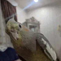 بالغ تخم گذار