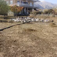 قازی خومالی  جوان|حیوانات مزرعه|پیرانشهر, |دیوار