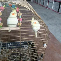 عروس هلندی
