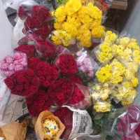 رز هلندی|گل و گیاه طبیعی|اصفهان, دانشگاه اصفهان|دیوار