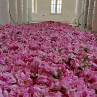 نیازمند سرمایه گذار مشارکت سردخانه میوه، موادغذایی|مشارکت در ساخت املاک|شیراز, قصرالدشت|دیوار