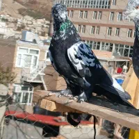 کبوتر|پرنده|اشنویه, |دیوار