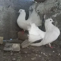 دم چتری