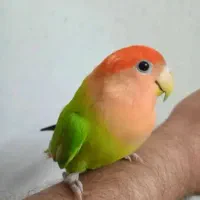 طوطی  برزیلی کله هندوانه ای اوپالین  کاملا اهلی