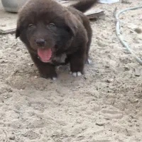 توله قدریجونی