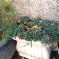 کاکتوس چند گلدان