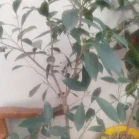 گل طبیعی|گل و گیاه طبیعی|اردبیل, |دیوار