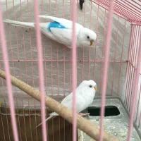 مرغ عشق|پرنده|مشکیندشت, |دیوار