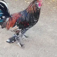 خروس‌سلطان‌