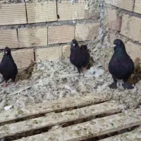 زاغ|پرنده|نرماشیر, |دیوار
