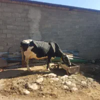 گاو و گوساله و گاو آبستن شیری جوان