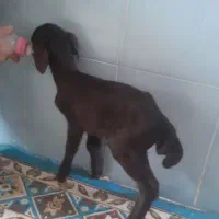 ب ره گوسفندی شیری