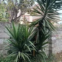 درخت یوکا|گل و گیاه طبیعی|کتالم و سادات شهر, |دیوار