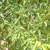 فروش باغشهر صدرا بوستان اهلبیت|فروش زمین و ملک کلنگی|شیراز, باغشهر اهل بیت|دیوار