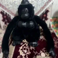 میمون