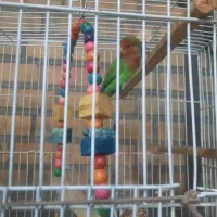 طوطی‌برزیلی