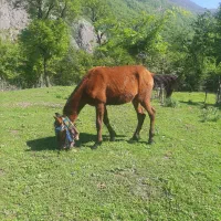 سلام اسب نریان جوان