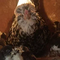 گلین،تخم نطفه دار،جوجه