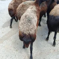 10راس خاص ترین گوسفند همو و قرمز اصل
