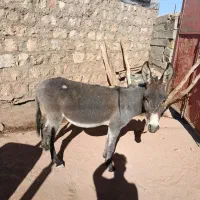 ی الاغ کاری وسالم|حیوانات مزرعه|کوهدشت, |دیوار