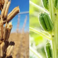 کنجد درجه یک