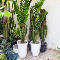 گل بنسای زامفولیا|گل و گیاه طبیعی|اراک, |دیوار