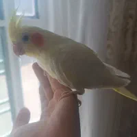معاوضه میکنم