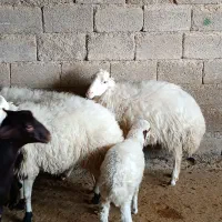 گوسفند میش بره|حیوانات مزرعه|ملکشاهی, |دیوار