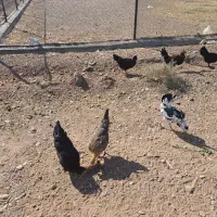 مرغ و خروس رسمی