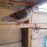 کفتر پشتدار